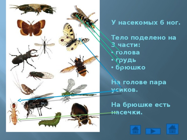 У насекомых 6 ног.  Тело поделено на 3 части:  голова  грудь  брюшко  На голове пара усиков.  На брюшке есть насечки. 