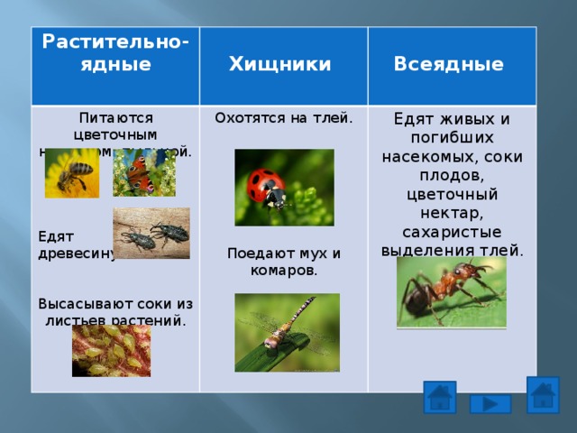 Растительно-ядные Питаются цветочным нектаром, пыльцой.  Охотятся на тлей. Хищники  Всеядные Едят живых и погибших насекомых, соки плодов, цветочный нектар, сахаристые выделения тлей. Едят древесину. Высасывают соки из листьев растений. Поедают мух и комаров.  
