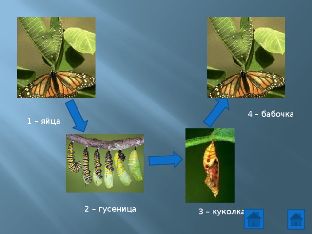 4 – бабочка 1 – яйца 2 – гусеница 3 – куколка 