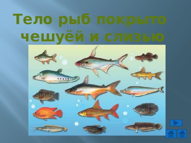 Тело рыб покрыто чешуёй и слизью 