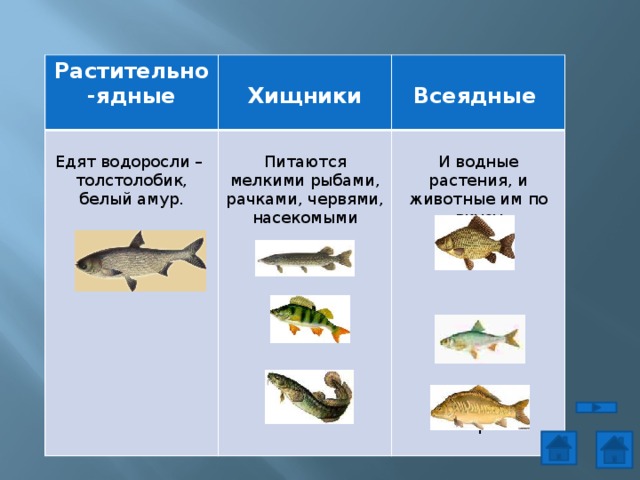 Растительно-ядные  Едят водоросли –  Хищники Всеядные Питаются мелкими рыбами, рачками, червями, насекомыми толстолобик, белый амур.   И водные растения, и животные им по вкусу щука карась  окунь плотва налим карп 
