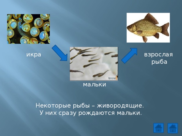 икра взрослая  рыба мальки Некоторые рыбы – живородящие. У них сразу рождаются мальки. 