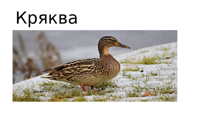 Кряква 