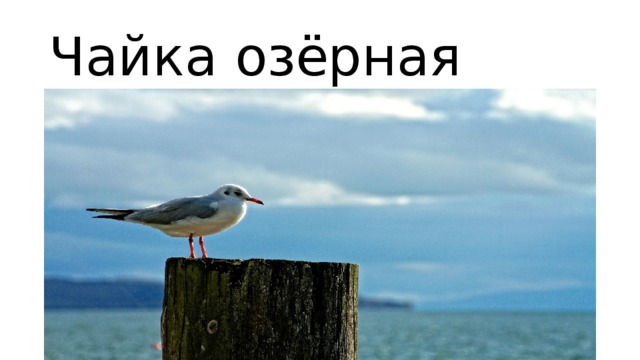 Чайка озёрная 