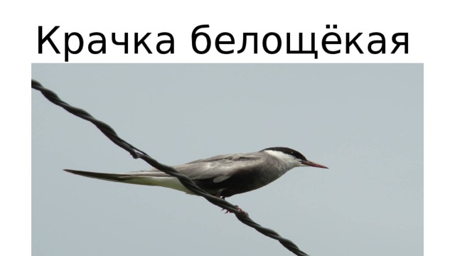 Крачка белощёкая 