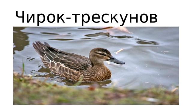 Чирок-трескунов  
