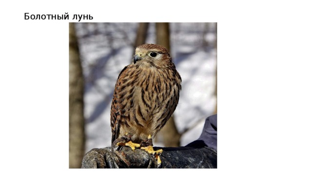 Болотный лунь 