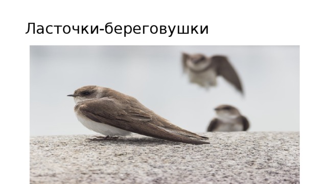 Ласточки-береговушки 