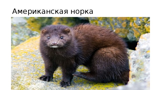 Американская норка 