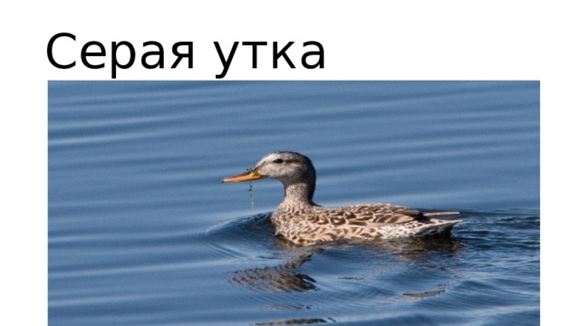 Серая утка 