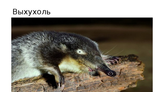 Выхухоль 