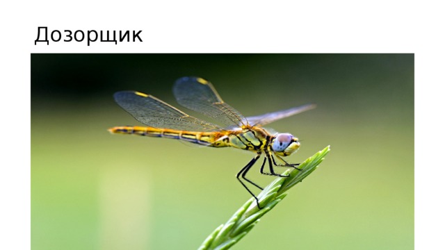 Дозорщик 