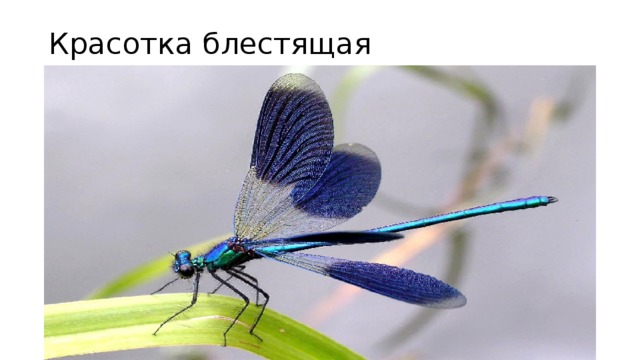Красотка блестящая 
