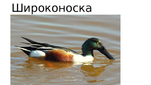 Широконоска 