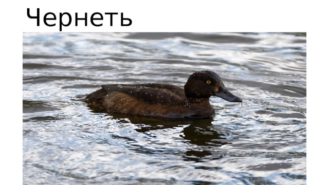 Чернеть  