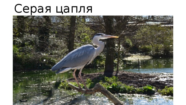 Серая цапля 