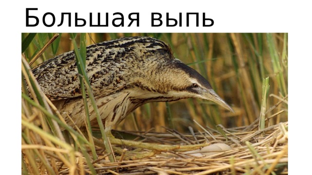 Большая выпь 
