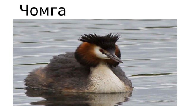  Чомга 