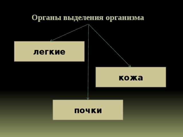 Органы выделения организма легкие кожа почки 