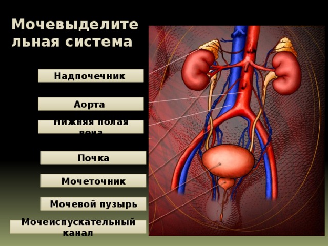 Мочевыделительная система Надпочечник Аорта Нижняя полая вена Почка Мочеточник Мочевой  пузырь Мочеиспускательный канал 