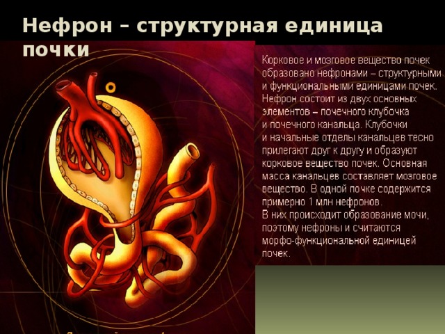 Нефрон – структурная единица почки 