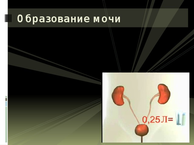 Образование мочи 