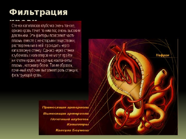 Фильтрация крови 