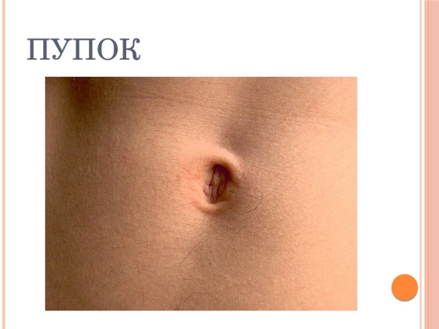 Пупок 