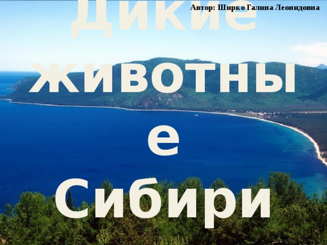 Автор: Ширко Галина Леонидовна Дикие животные Сибири 