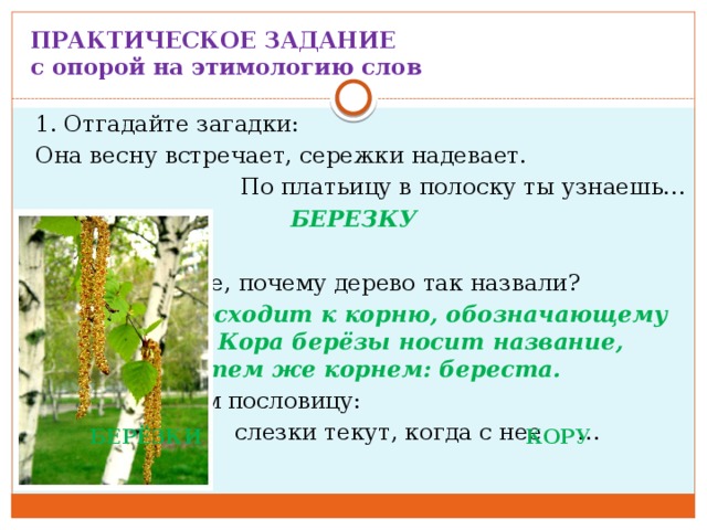ПРАКТИЧЕСКОЕ ЗАДАНИЕ  с опорой на этимологию слов  1. Отгадайте загадки:  Она весну встречает, сережки надевает. По платьицу в полоску ты узнаешь… БЕРЕЗКУ  2. Б Е РЁЗА  Как вы думаете, почему дерево так назвали?  Это слово восходит к корню, обозначающему белый цвет. Кора берёзы носит название, связанное с тем же корнем: береста.  3. Восстановим пословицу:  И у … слезки текут, когда с нее … дерут. БЕРЁЗКИ КОРУ 