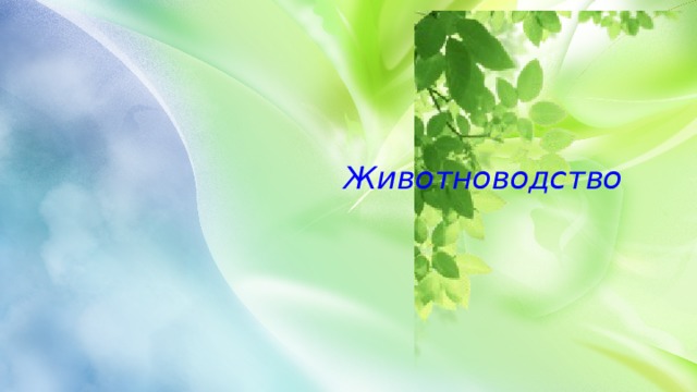    Животноводство   