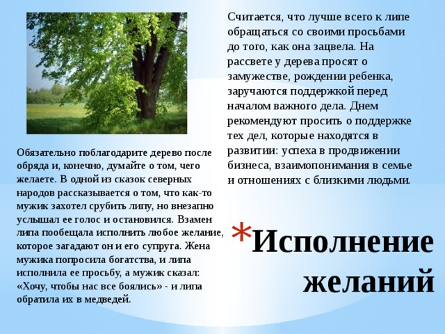 Считается, что лучше всего к липе обращаться со своими просьбами до того, как она зацвела. На рассвете у дерева просят о замужестве, рождении ребенка, заручаются поддержкой перед началом важного дела. Днем рекомендуют просить о поддержке тех дел, которые находятся в развитии: успеха в продвижении бизнеса, взаимопонимания в семье и отношениях с близкими людьми. Обязательно поблагодарите дерево после обряда и, конечно, думайте о том, чего желаете. В одной из сказок северных народов рассказывается о том, что как-то мужик захотел срубить липу, но внезапно услышал ее голос и остановился. Взамен липа пообещала исполнить любое желание, которое загадают он и его супруга. Жена мужика попросила богатства, и липа исполнила ее просьбу, а мужик сказал: «Хочу, чтобы нас все боялись» - и липа обратила их в медведей. Исполнение желаний 
