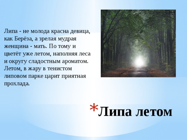 Липа - не молода красна девица, как Берёза, а зрелая мудрая женщина - мать. По тому и цветёт уже летом, наполняя леса и округу сладостным ароматом. Летом, в жару в тенистом липовом парке царит приятная прохлада. Липа летом 