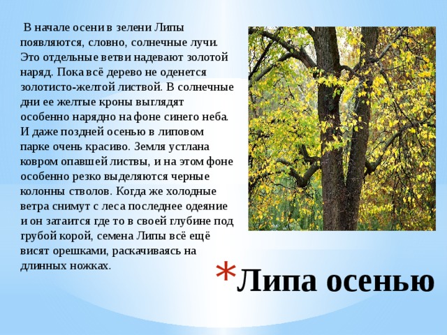  В начале осени в зелени Липы появляются, словно, солнечные лучи. Это отдельные ветви надевают золотой наряд. Пока всё дерево не оденется золотисто-желтой листвой. В солнечные дни ее желтые кроны выглядят особенно нарядно на фоне синего неба. И даже поздней осенью в липовом парке очень красиво. Земля устлана ковром опавшей листвы, и на этом фоне особенно резко выделяются черные колонны стволов. Когда же холодные ветра снимут с леса последнее одеяние и он затаится где то в своей глубине под грубой корой, семена Липы всё ещё висят орешками, раскачиваясь на длинных ножках. Липа осенью 