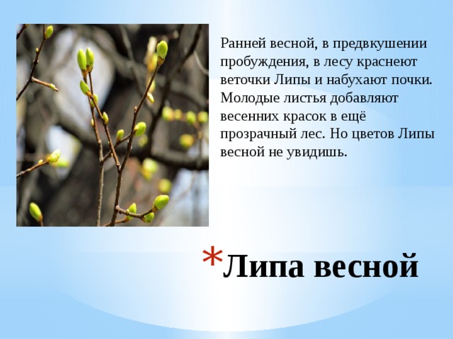 Ранней весной, в предвкушении пробуждения, в лесу краснеют веточки Липы и набухают почки. Молодые листья добавляют весенних красок в ещё прозрачный лес. Но цветов Липы весной не увидишь. Липа весной 