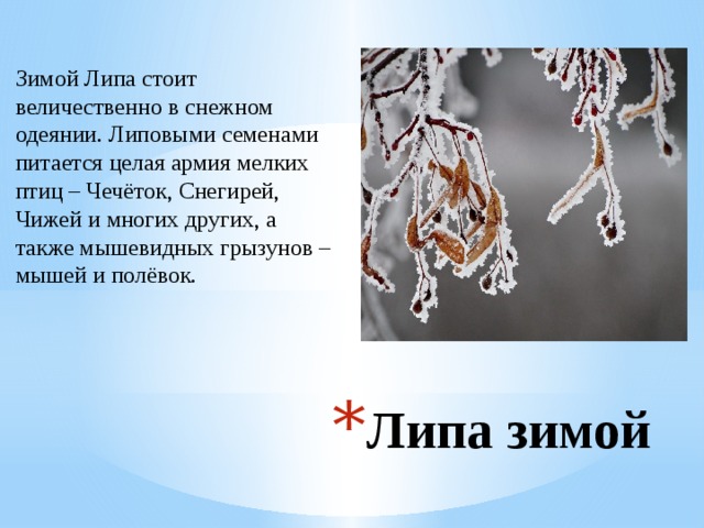 Зимой Липа стоит величественно в снежном одеянии. Липовыми семенами питается целая армия мелких птиц – Чечёток, Снегирей, Чижей и многих других, а также мышевидных грызунов – мышей и полёвок. Липа зимой 