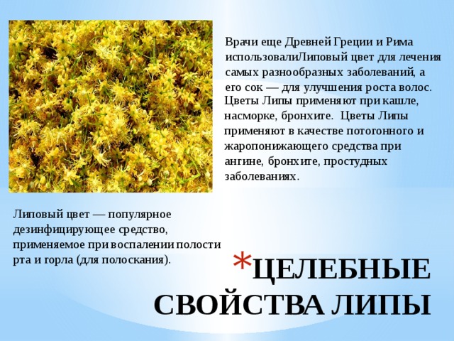 Врачи еще Древней Греции и Рима использовалиЛиповый цвет для лечения самых разнообразных заболеваний, а его сок — для улучшения роста волос. Цветы Липы применяют при кашле, насморке, бронхите. Цветы Липы применяют в качестве потогонного и жаропонижающего средства при ангине, бронхите, простудных заболеваниях. Липовый цвет — популярное дезинфицирующее средство, применяемое при воспалении полости рта и горла (для полоскания). ЦЕЛЕБНЫЕ СВОЙСТВА ЛИПЫ 