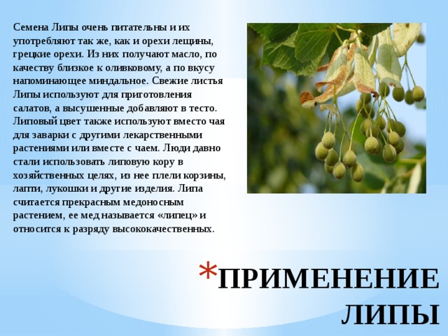 Семена Липы очень питательны и их употребляют так же, как и орехи лещины, грецкие орехи. Из них получают масло, по качеству близкое к оливковому, а по вкусу напоминающее миндальное. Свежие листья Липы используют для приготовления салатов, а высушенные добавляют в тесто. Липовый цвет также используют вместо чая для заварки с другими лекарственными растениями или вместе с чаем. Люди давно стали использовать липовую кору в хозяйственных целях, из нее плели корзины, лапти, лукошки и другие изделия. Липа считается прекрасным медоносным растением, ее мед называется «липец» и относится к разряду высококачественных. ПРИМЕНЕНИЕ ЛИПЫ 