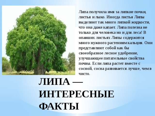 Липа получила имя за липкие почки, листья и лыко. Иногда листья Липы выделяют так много липкой жидкости, что она даже капает. Липа полезна не только для человека но и для леса! В опавших листьях Липы содержится много нужного растениям кальция. Они представляют собой как бы своеобразное лесное удобрение, улучшающее питательные свойства почвы. Если липа растет вместе с сосной, сосна развивается лучше, чем в чисто. ЛИПА — ИНТЕРЕСНЫЕ ФАКТЫ 