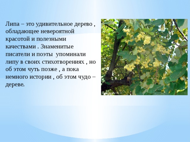 Липа – это удивительное дерево , обладающее невероятной красотой и полезными качествами . Знаменитые писатели и поэты упоминали липу в своих стихотворениях , но об этом чуть позже , а пока немного истории , об этом чудо –дереве. 