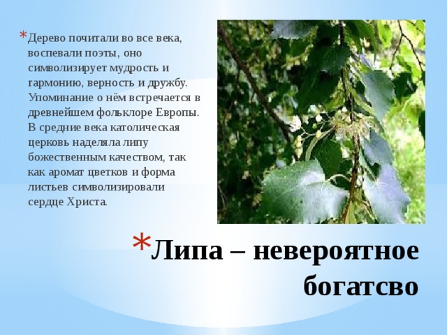Дерево почитали во все века, воспевали поэты, оно символизирует мудрость и гармонию, верность и дружбу. Упоминание о нём встречается в древнейшем фольклоре Европы. В средние века католическая церковь наделяла липу божественным качеством, так как аромат цветков и форма листьев символизировали сердце Христа. Липа – невероятное богатсво 