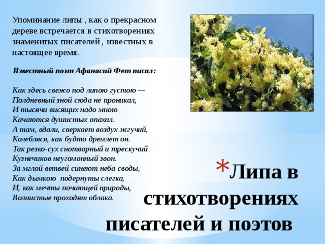 Упоминание липы , как о прекрасном дереве встречается в стихотворениях знаменитых писателей , известных в настоящее время.  Известный поэт Афанасий Фет писал:  Как здесь свежо под липою густою — Полдневный зной сюда не проникал, И тысячи висящих надо мною Качаются душистых опахал. А там, вдали, сверкает воздух жгучий, Колебляся, как будто дремлет он. Так резко-сух снотворный и трескучий Кузнечиков неугомонный звон. За мглой ветвей синеют неба своды, Как дымкою подернуты слегка, И, как мечты почиющей природы, Волнистые проходят облака. Липа в стихотворениях писателей и поэтов 