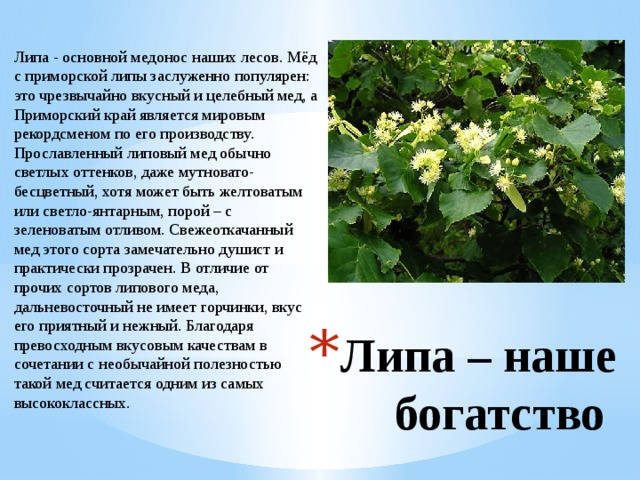Липа - основной медонос наших лесов. Мёд с приморской липы заслуженно популярен: это чрезвычайно вкусный и целебный мед, а Приморский край является мировым рекордсменом по его производству. Прославленный липовый мед обычно светлых оттенков, даже мутновато-бесцветный, хотя может быть желтоватым или светло-янтарным, порой – с зеленоватым отливом. Свежеоткачанный мед этого сорта замечательно душист и практически прозрачен. В отличие от прочих сортов липового меда, дальневосточный не имеет горчинки, вкус его приятный и нежный. Благодаря превосходным вкусовым качествам в сочетании с необычайной полезностью такой мед считается одним из самых высококлассных. Липа – наше богатство 