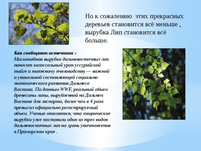 Но к сожалению этих прекрасных деревьев становится всё меньше , вырубка Лип становится всё больше. Как сообщают источники : Масштабная вырубка дальневосточных лип наносит колоссальный урон уссурийской тайге и таежному пчеловодству — важной и уникальной составляющей социально-экономического развития Дальнего Востока. По данным WWF, реальный объем древесины липы, вырубленной на Дальнем Востоке для экспорта, более чем в 4 раза превысил официально регистрируемый объем. Ученые опасаются, что хищнические вырубки уже поставили один из трех видов дальневосточных лип на грань уничтожения в Приморском крае . 