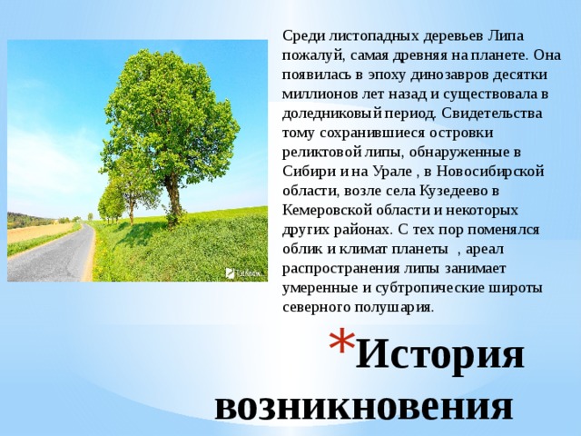 Среди листопадных деревьев Липа пожалуй, самая древняя на планете. Она появилась в эпоху динозавров десятки миллионов лет назад и существовала в доледниковый период. Свидетельства тому сохранившиеся островки реликтовой липы, обнаруженные в Сибири и на Урале , в Новосибирской области, возле села Кузедеево в Кемеровской области и некоторых других районах. С тех пор поменялся облик и климат планеты , ареал распространения липы занимает умеренные и субтропические широты северного полушария. История возникновения 