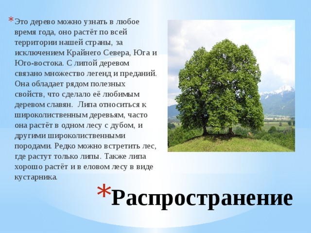 Это дерево можно узнать в любое время года, оно растёт по всей территории нашей страны, за исключением Крайнего Севера, Юга и Юго-востока. С липой деревом связано множество легенд и преданий. Она обладает рядом полезных свойств, что сделало её любимым деревом славян. Липа относиться к широколиственным деревьям, часто она растёт в одном лесу с дубом, и другими широколиственными породами. Редко можно встретить лес, где растут только липы. Также липа хорошо растёт и в еловом лесу в виде кустарника. Распространение  