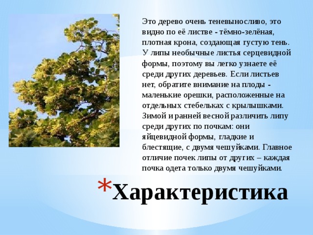 Это дерево очень теневыносливо, это видно по её листве - тёмно-зелёная, плотная крона, создающая густую тень. У липы необычные листья серцевидной формы, поэтому вы легко узнаете её среди других деревьев. Если листьев нет, обратите внимание на плоды - маленькие орешки, расположенные на отдельных стебельках с крылышками. Зимой и ранней весной различить липу среди других по почкам: они яйцевидной формы, гладкие и блестящие, с двумя чешуйками. Главное отличие почек липы от других – каждая почка одета только двумя чешуйками. Характеристика  