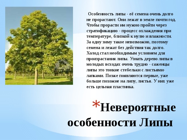  Особенность липы - её семена очень долго не прорастают. Они лежат в земле почти год. Чтобы прорасти им нужно пройти через стратификацию - процесс охлаждения при температуре, близкой к нулю и влажности. За одну зиму такое невозможно, поэтому семена и лежат без действия так долго. Холод стал необходимым условием для произрастания липы. Узнать дерево липы в молодых всходах очень трудно - саженцы липы это тонкие стебельки с листьями-лапками. Позже появляются первые, уже больше похожие на липу, листья. У них уже есть цельная пластинка. Невероятные особенности Липы 