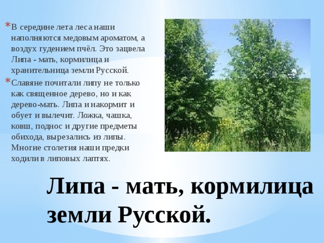 В середине лета леса наши наполняются медовым ароматом, а воздух гудением пчёл. Это зацвела Липа - мать, кормилица и хранительница земли Русской. Славяне почитали липу не только как священное дерево, но и как дерево-мать. Липа и накормит и обует и вылечит. Ложка, чашка, ковш, поднос и другие предметы обихода, вырезались из липы. Многие столетия наши предки ходили в липовых лаптях. Липа - мать, кормилица земли Русской. 