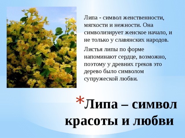 Липа - символ женственности, мягкости и нежности. Она символизирует женское начало, и не только у славянских народов. Листья липы по форме напоминают сердце, возможно, поэтому у древних греков это дерево было символом супружеской любви. Липа – символ красоты и любви 